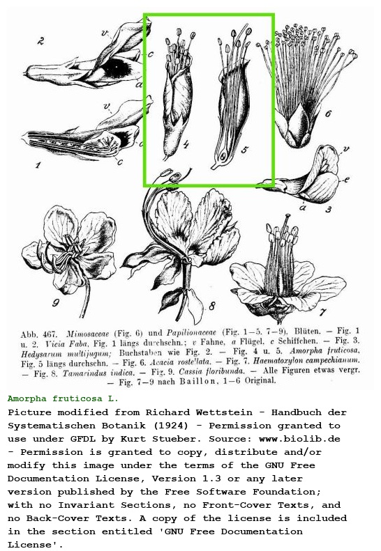 Amorpha fruticosa L.